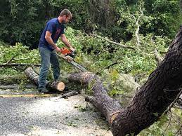 How Our Tree Care Process Works  in  Altoona, AL