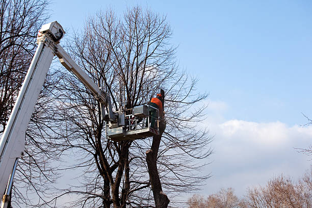 Best Tree and Shrub Care  in Toona, AL